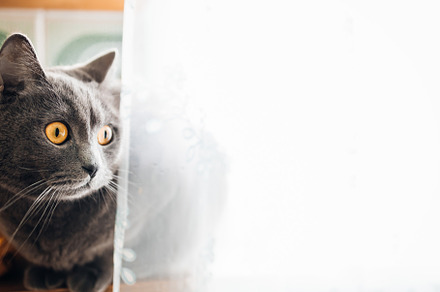 portrait of a British gray cat on a white background, close-up,, an Animal Photo by TanaCh