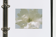 Midnight Symphony // Script font, a Handwritten Font by PeachCreme (Thumbnail 8 of 15)