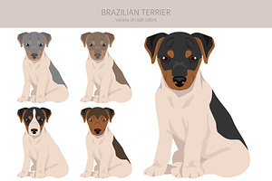 Brazilian Terrier Clipart