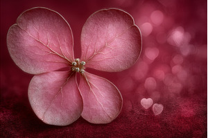A close-up, top view of radish sango, a Nature Photo by ZinetroN
