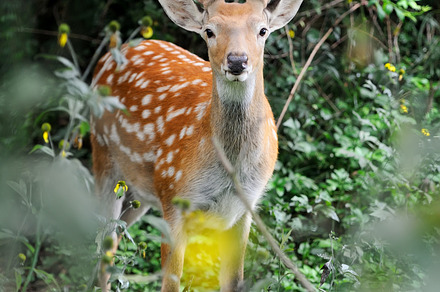 Deer containing fur, deer, and outdoor, an Animal Photo by Byrdyak