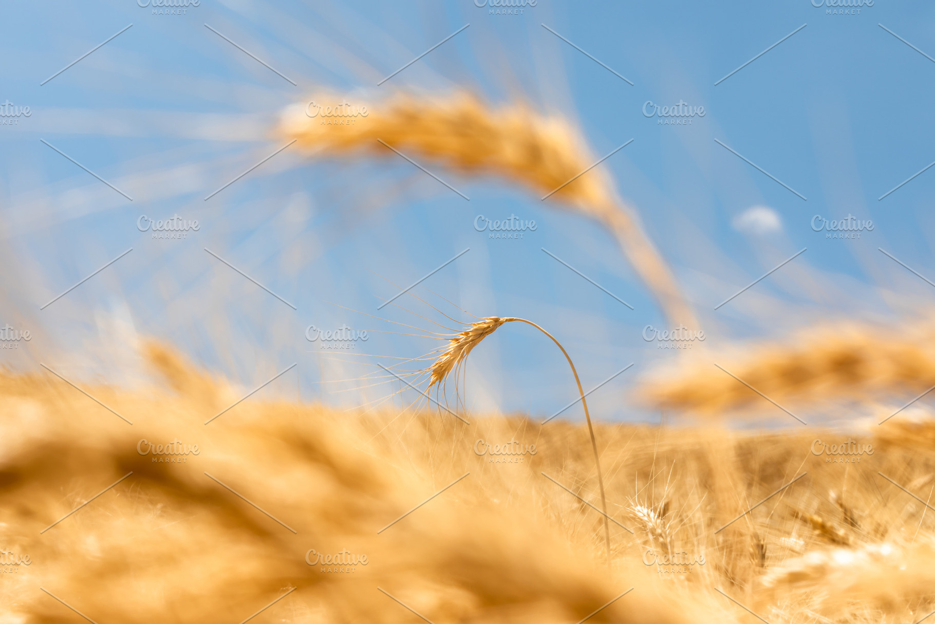 Close-up of a single ripe wheat ear standing in a golden field u, a Nature Photo by Ales Munt