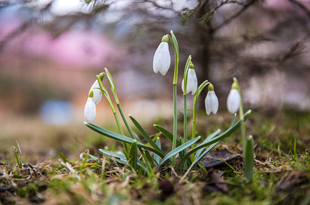The first snowdrops under snow  featuring snowdrop, snow, and spring