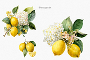 Watercolor Lemons & Hydrangeas, a Decorative Illustration by ThaismotaCreativeCo (Thumbnail 5 of 12)