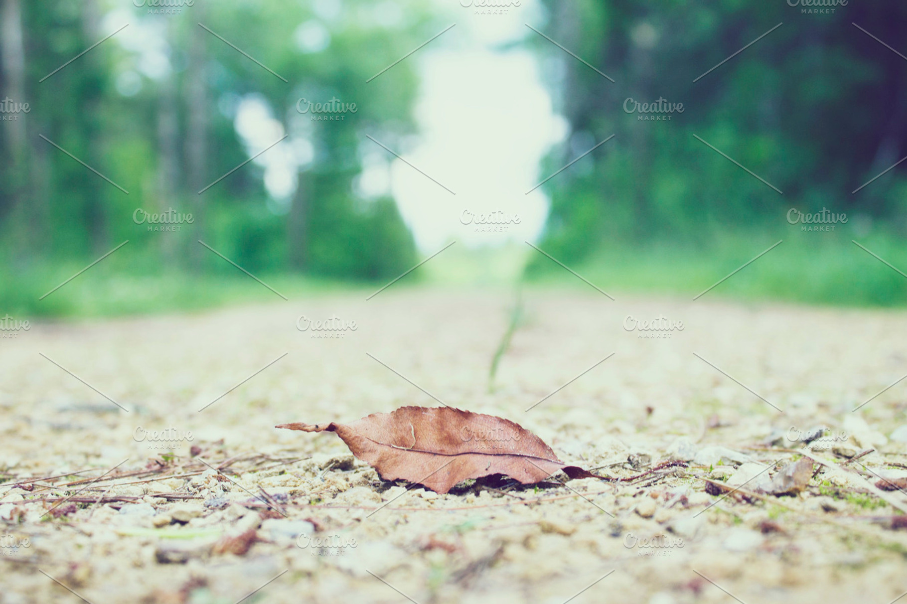 Lone Leaf Stock Photo Containing Leaf And Nature