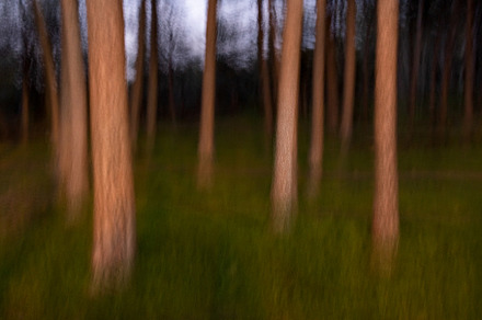 Blurred motion of trees in forest, a Sports & Recreation Photo by Iván Moreno STOCK PHOTO