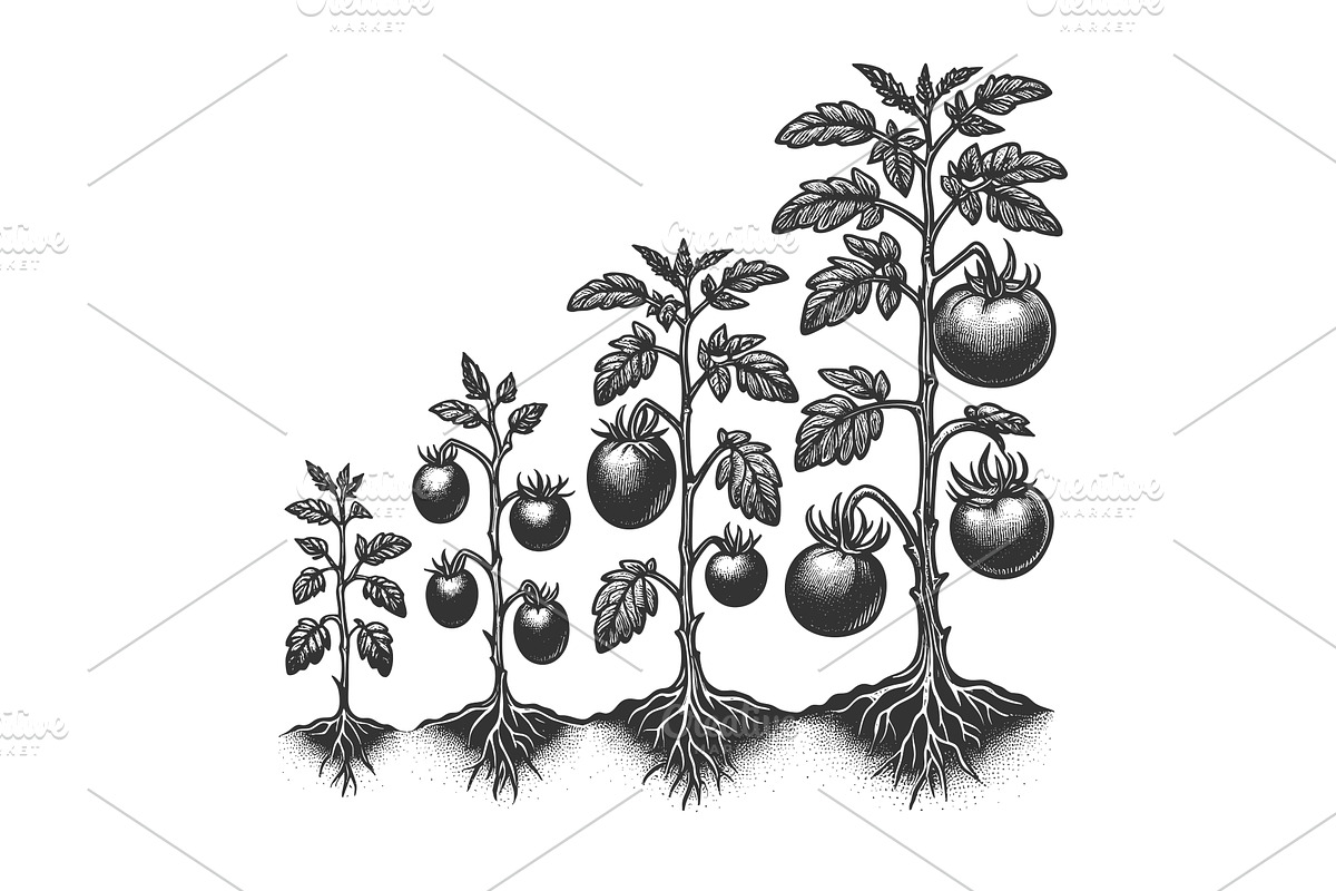Tomato Plant Growth Stages engraving, a Food Illustration by AlexArt