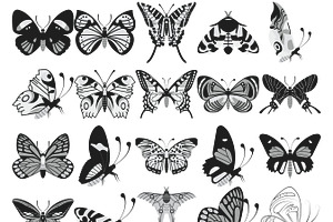 Butterfly Outlines Set 5 Procreate