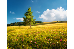 Lonely larch tree growing in a, a Nature Photo by den-belitsky