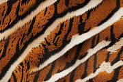Safari Animals Skin Print Texture, a Graphic by UniqueMe (Thumbnail 15 of 21)