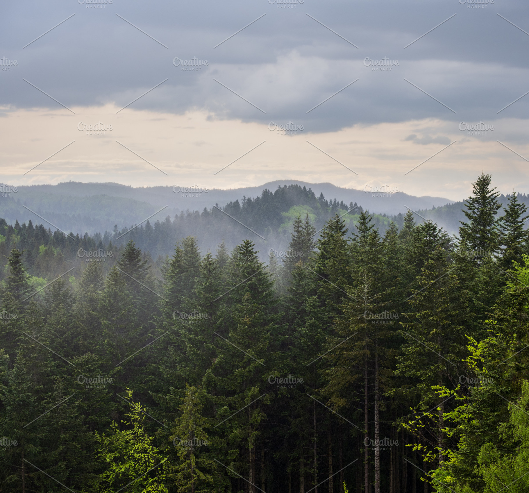 Misty spring morning mountains with forest view (Carpathians, U, a Nature Photo by YuriyB