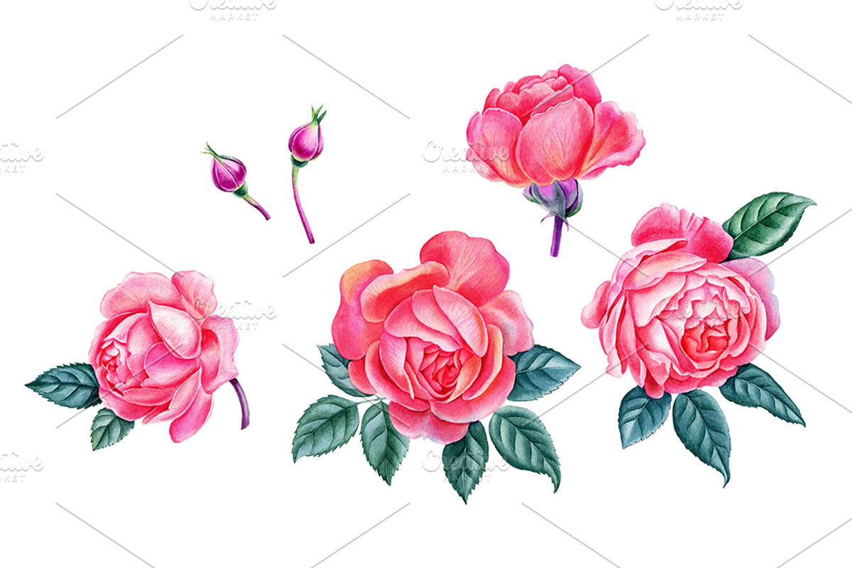 Roses, an Illustration by Watercolor life (Photo 2 of 6)