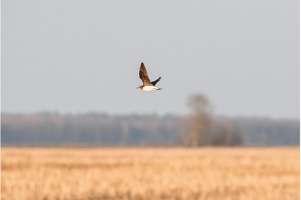 Belarus. Green Sandpiper - Tringa, an Animal Photo by Our Amazing World