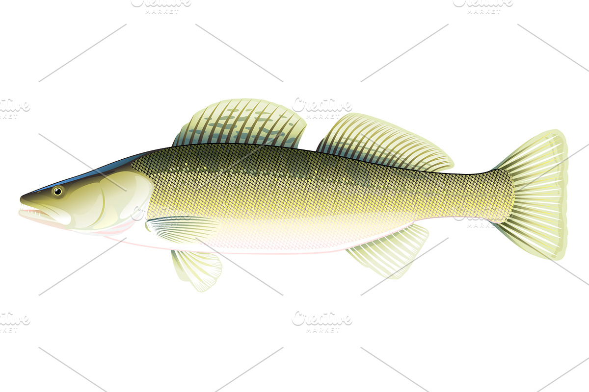 Zander fish, an Animal Illustration by Oceloti