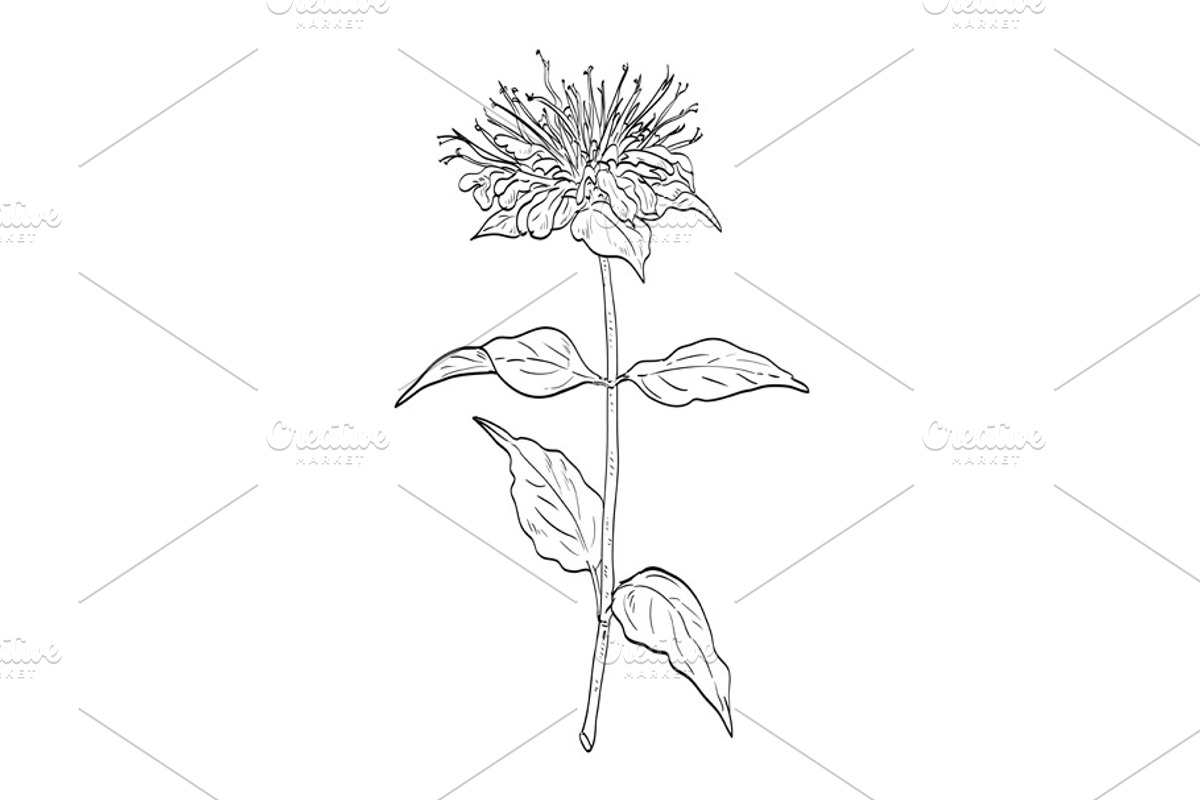 Wild Bergamot Wild Plant Drawing, a Decorative Illustration by patrimonio (Photo 1 of 3)