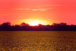 field of sunflowers at sunset