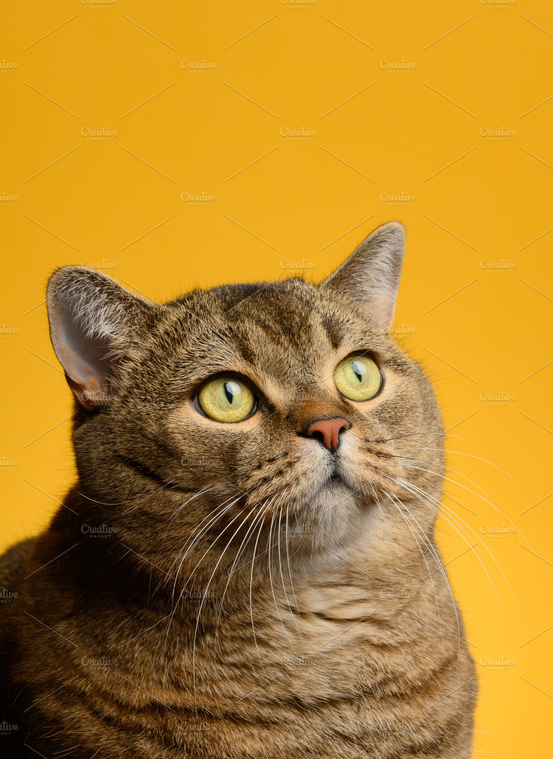 Close-up of a gray shorthaired cat looking up with an attentive, an Animal Photo by ndanko
