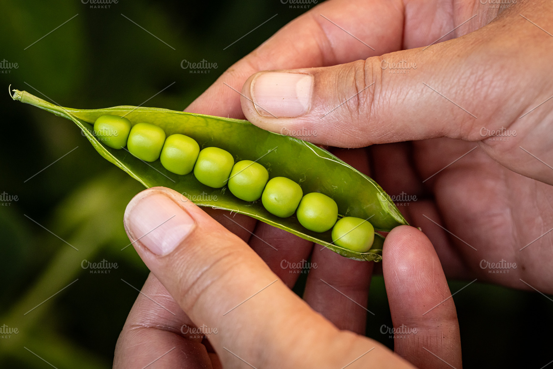 Farmer's hands opening a pea pod, a Photo by Grafvision photography