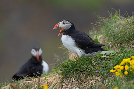 Close up of puffin bird or Fratercula in Iceland in summer seaso, an Animal Photo by Tampatra