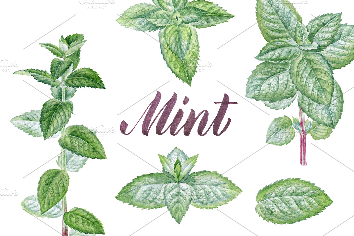 Mint, a Food Illustration by Watercolor life (Photo 1 of 6)