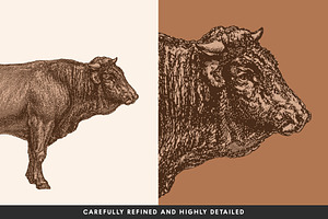 Cattle - Vintage Illustration Set