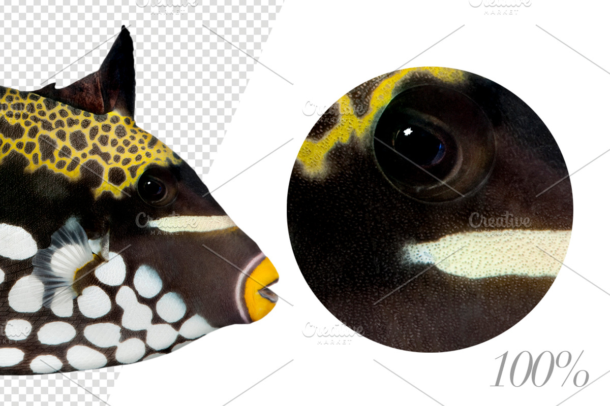 20 Fishes Cut-out High Res Pictures, an Object Graphic by Life on White