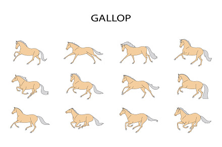 Gallop