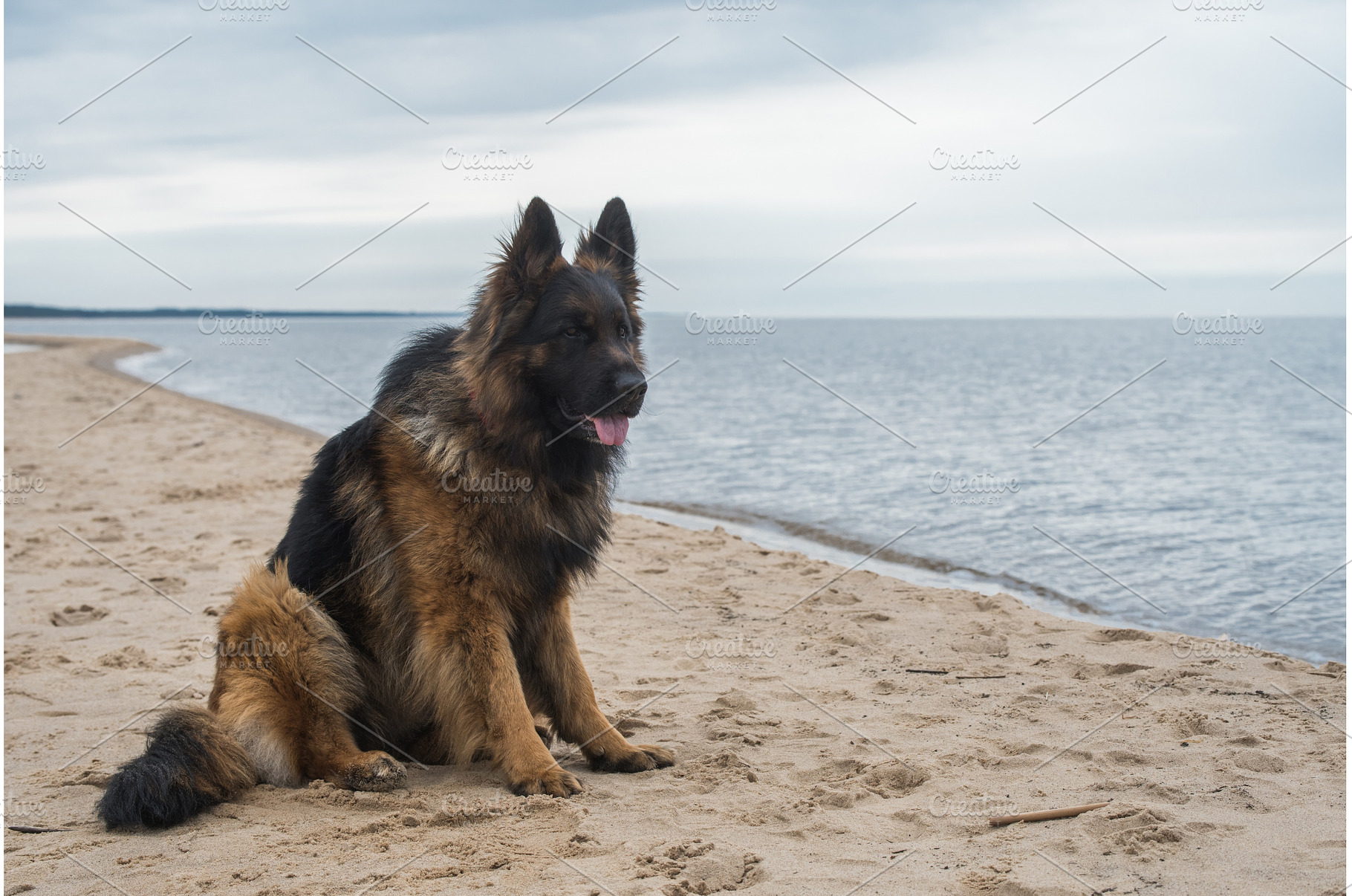 German Shepherd Dog on the beach at, an Animal Photo by COLORFUL