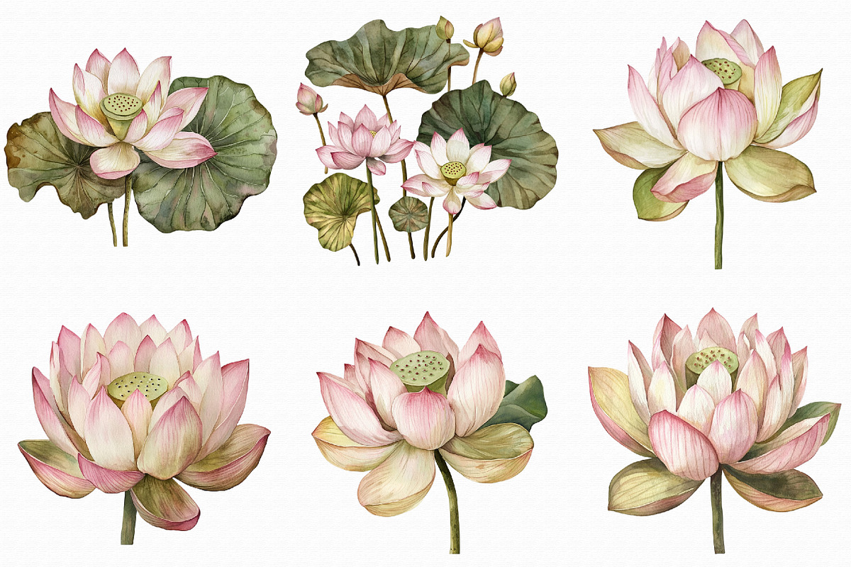 Watercolor Lotus Clipart, an Illustration by Libby Wishes (Photo 6 of 7)