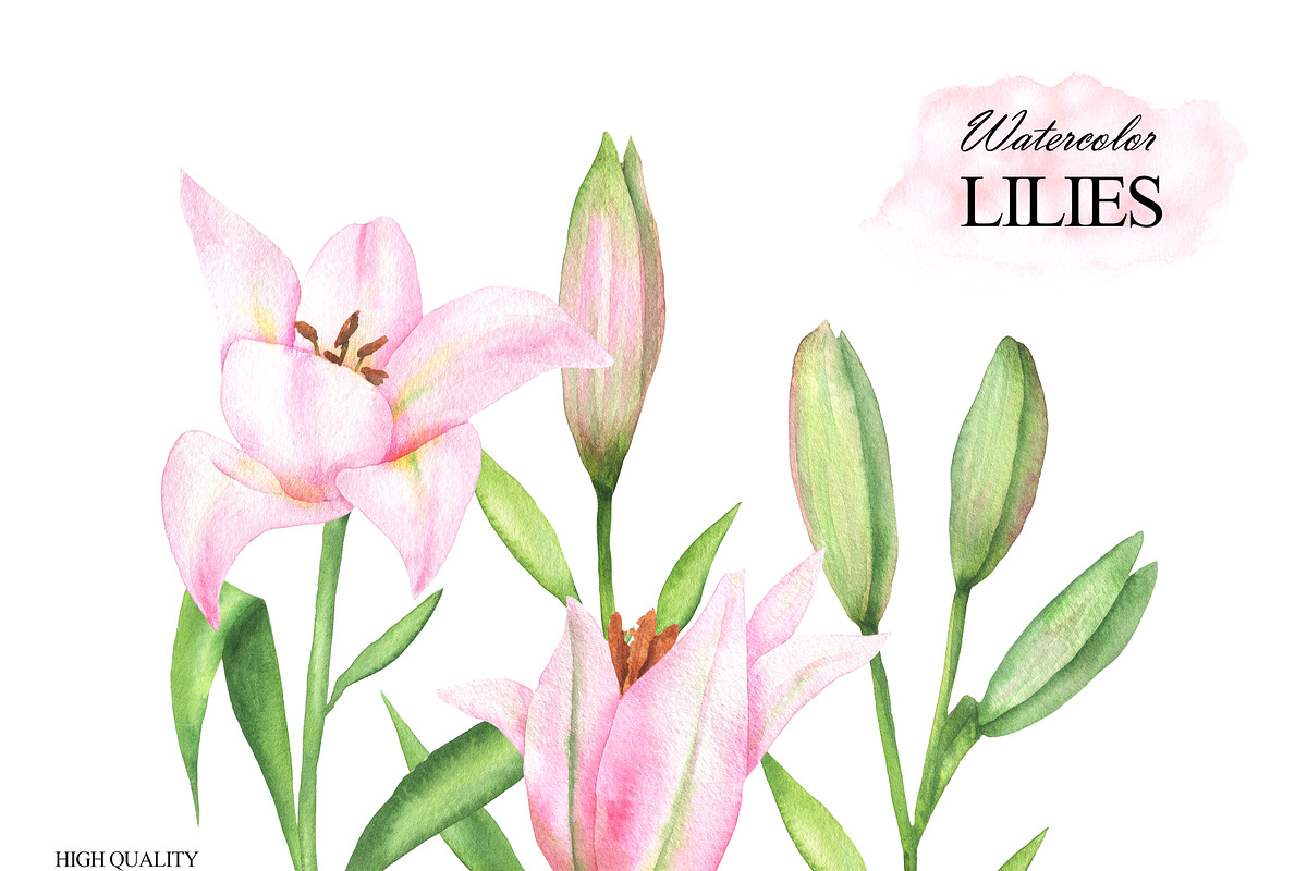 Pink lilies watercolor clipart set, an Illustration by OlDm_Shop (Photo 6 of 10)