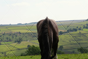 Horse and Country Hills Photograph, an Animal Photo by Gen Aumonier