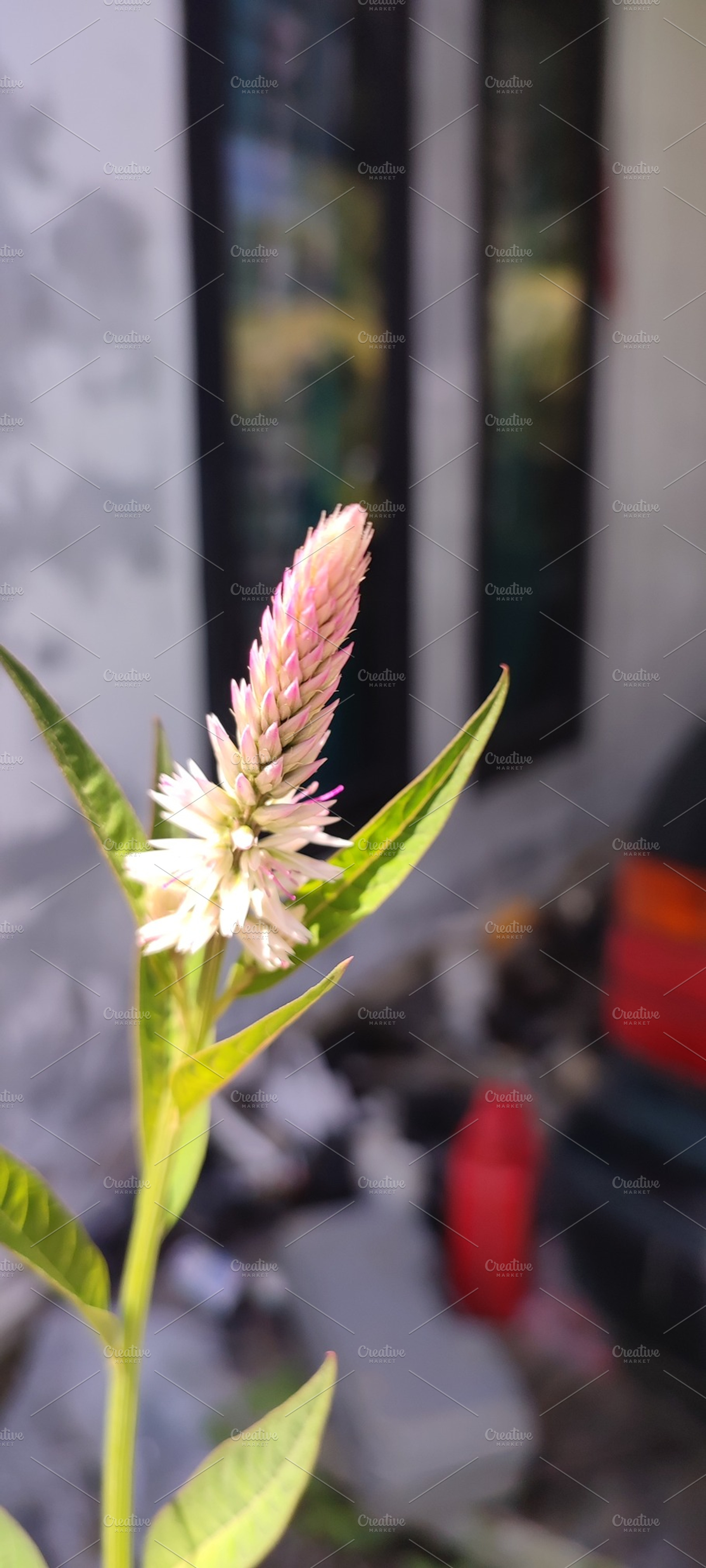 Boroco plants, a Nature Photo by Art_amru