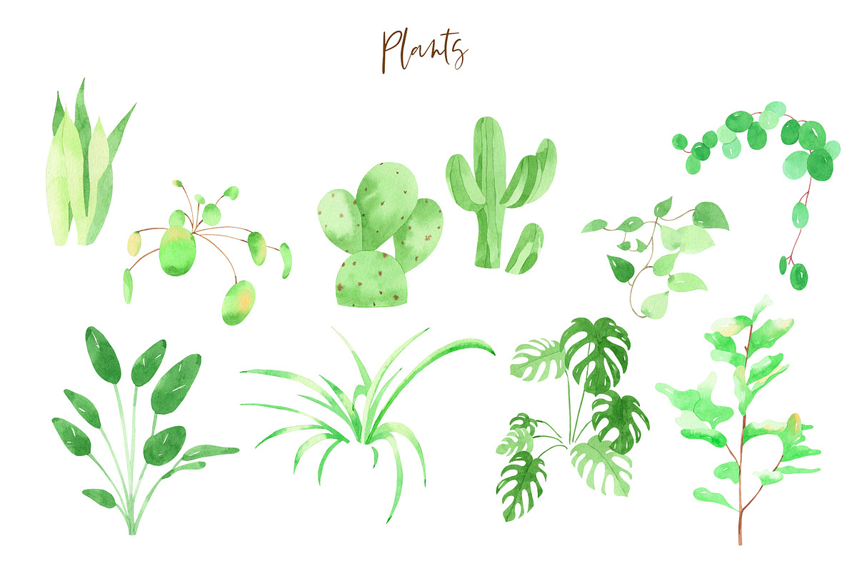 Plants & Cats Watercolor Clipart, an Animal Illustration by natalisart (Photo 5 of 13)