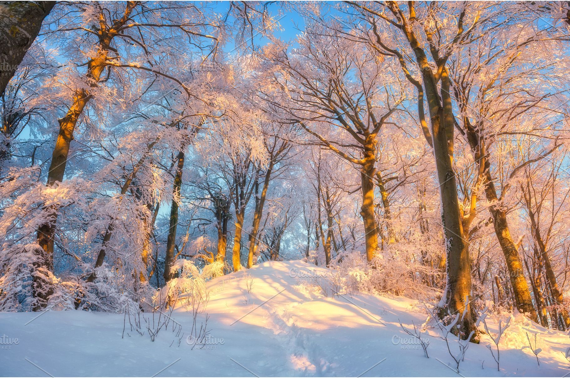Fairy snowy forest in beautiful, a Nature Photo by den-belitsky