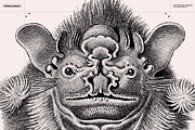 Halloween Special! Bats of the World, an Animal Illustration by Nomad Visuals (Thumbnail 8 of 17)
