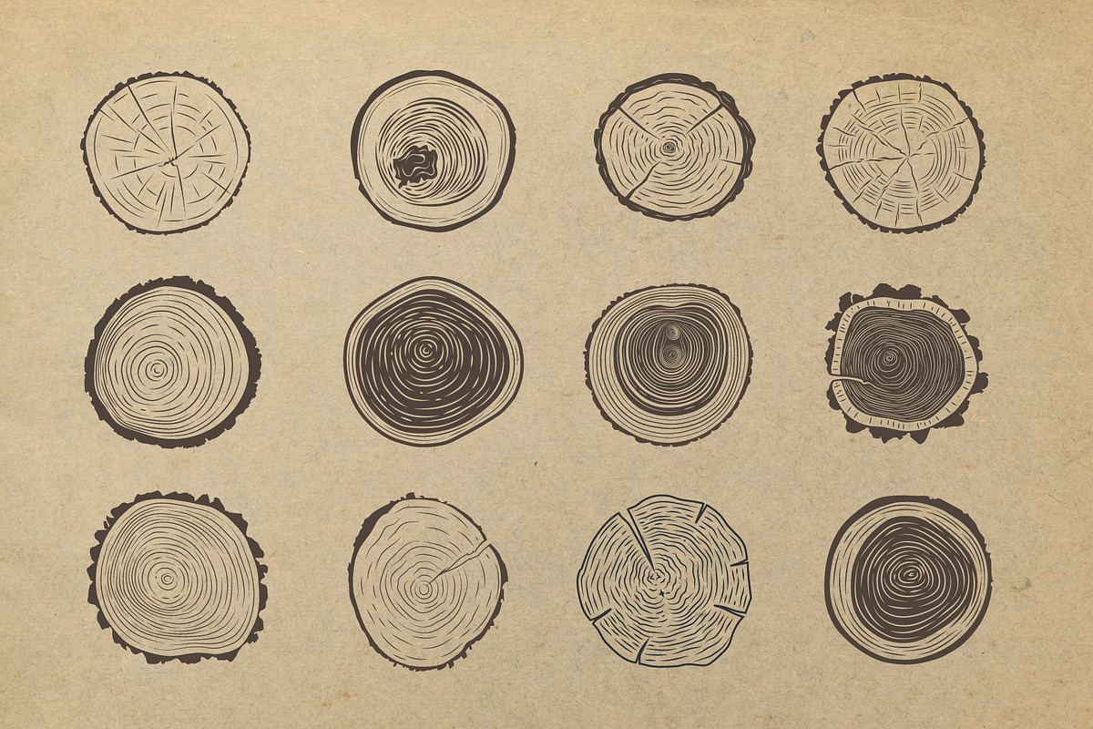 Tree trunk cross section., an Object Graphic by DOBROGRAPH (Photo 3 of 7)