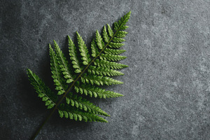 Single Fern Leaf on Stone, a Nature Photo by Virgo Studio