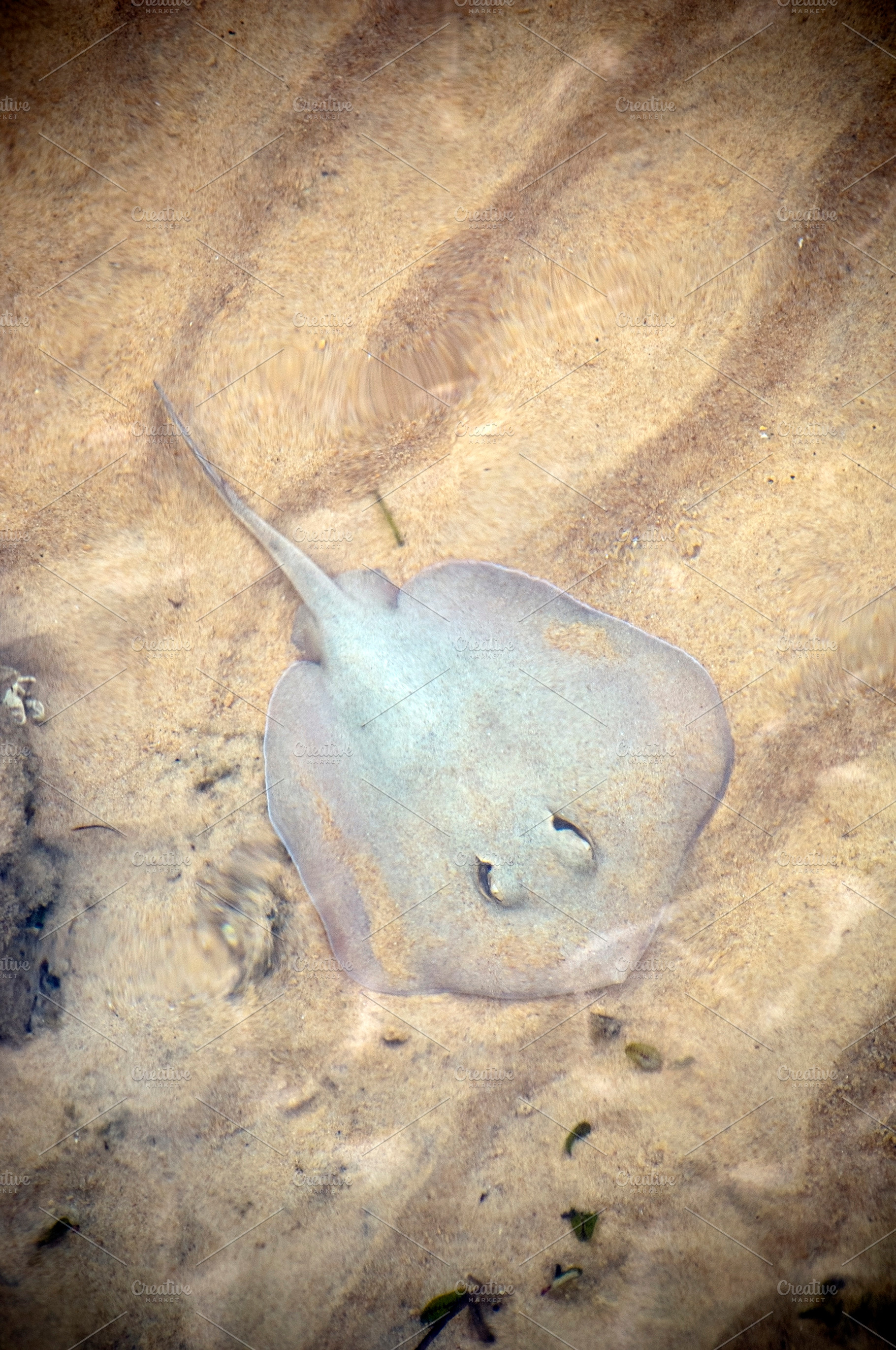Stingray, an Animal Photo by THP Creative