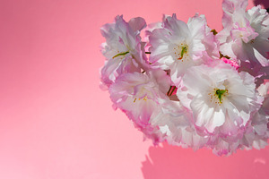 Cluster of delicate white cherry blossoms with pink edges set ag, a Nature Photo by Ales Munt