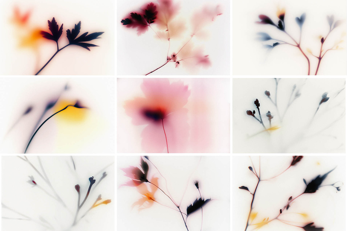 Foggy Flower Collection, a Background Graphic by nkate (Photo 7 of 11)