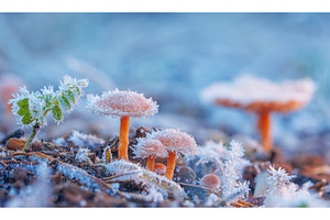 Frosted Mushroom in a Snowy Meadow, a Background Photo by Lukas Jonaitis SHOP
