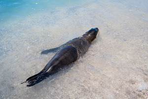A sea lion swimming in the clear waters of Playa Baquerizo, an Animal Photo by GoodGoods