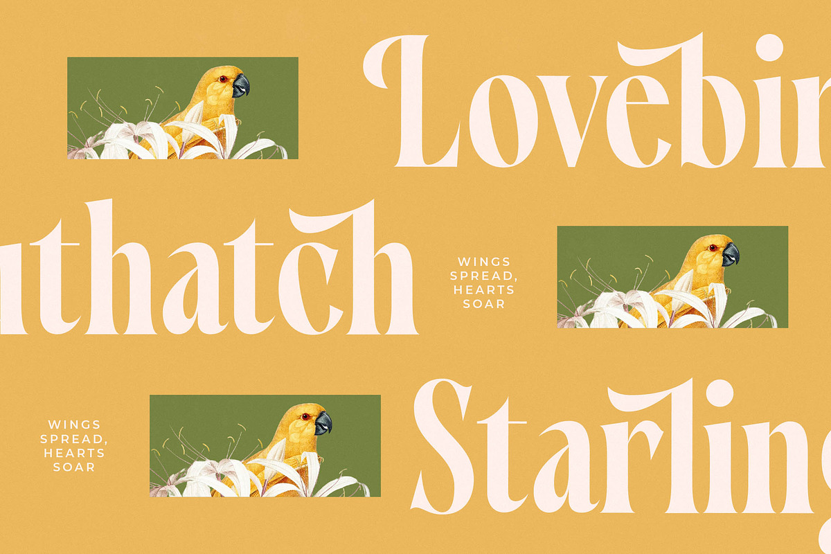 Qastife Elegant Display Serif, a Serif Font by timelesstype.co (Photo 14 of 20)