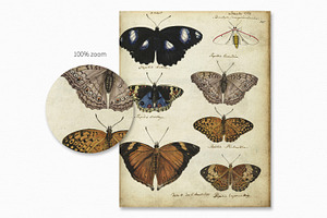 Vintage Butterflies Textures