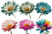Christmas Daisy Flowers Clipart, an Illustration by Designworld (Thumbnail 2 of 5)