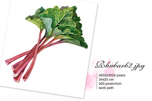 RHUBARB. Set Of 4 Watercolors.