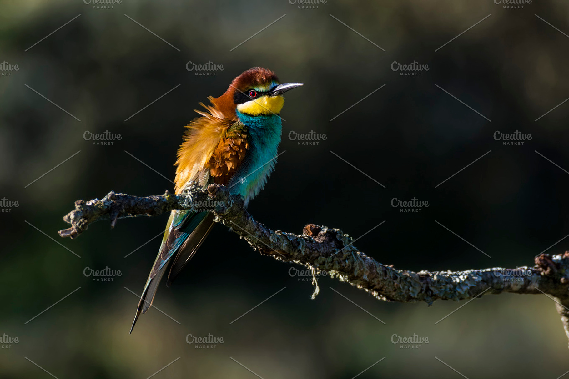 European beeeater featuring merops, apiaster, and european, an Animal Photo by Nat