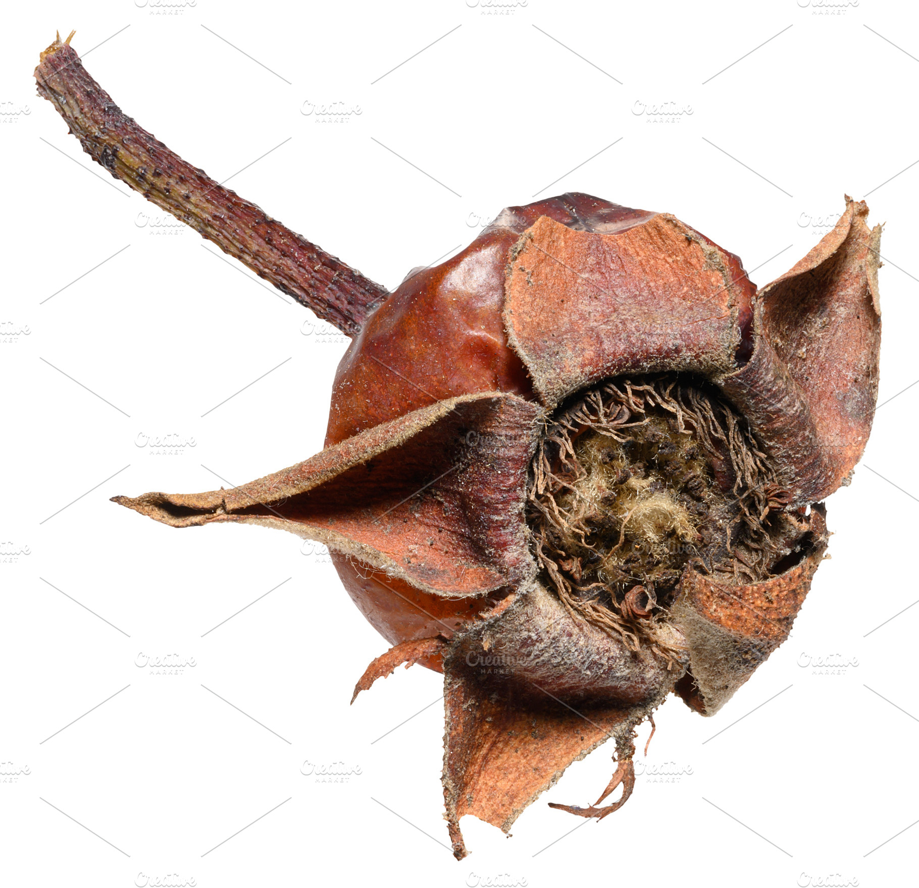 Dried rosehip berry with preserved stem and petals, isolated bac, a Food & Drink Photo by ndanko