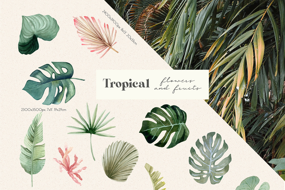 Tropical Flowers, Fruits and Leaves, a Decorative Illustration by Julia M. Watercolor (Photo 12 of 14)