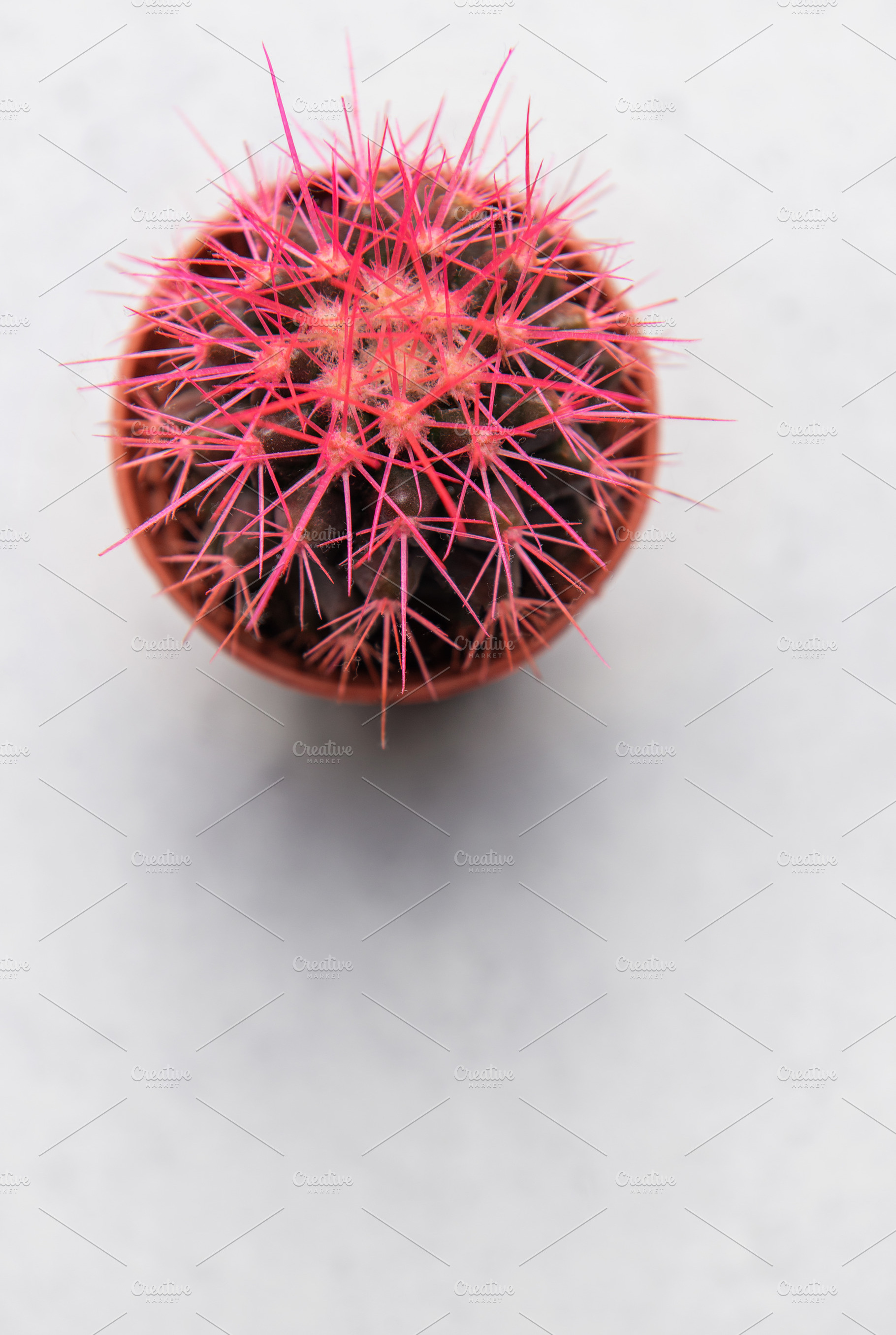 Small pink cactus resting on a white surface, a Nature Photo by Olena Rudo